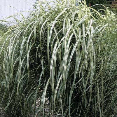 Miscanthus sinensis Cabaret
