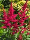 Astilbe x Music™ Red Drumset