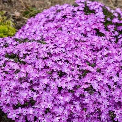 Phlox subulata Spring Bling&trade; Spring Bling® Rose Quartz PP33315
