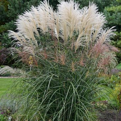 Miscanthus sinensis Encore