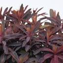 Euphorbia x hybrida Miner's Berry Bordeaux