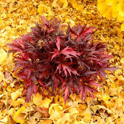Heuchera FYRE WING™ Hematite
