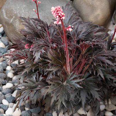Heuchera FYRE WING™ Jet