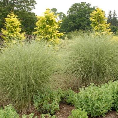 Miscanthus sinensis Morning Sun™ PPAF