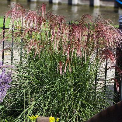 Miscanthus sinensis Red Cloud