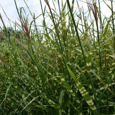 Miscanthus sinensis Zebrinus