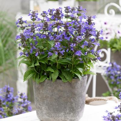 Nepeta Neptune