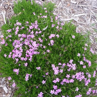 Phlox subulata Emerald Pink