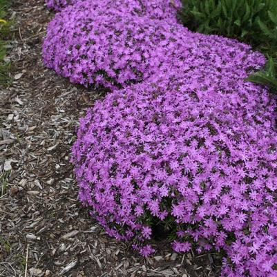 Phlox Bedazzled Pink