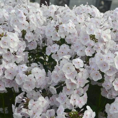 Phlox Fashionably Early Crystal