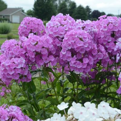 Phlox Fashionably Early Flamingo