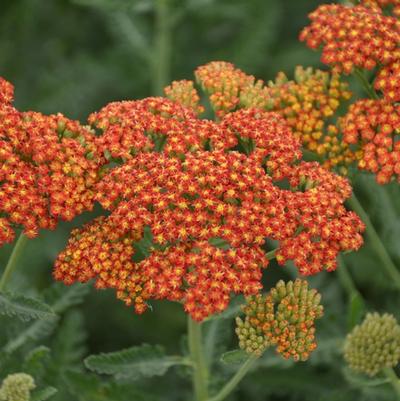 Achillea millefolium Sassy Summer Sunset