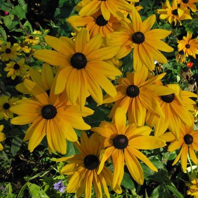 Rudbeckia hirta Indian Summer