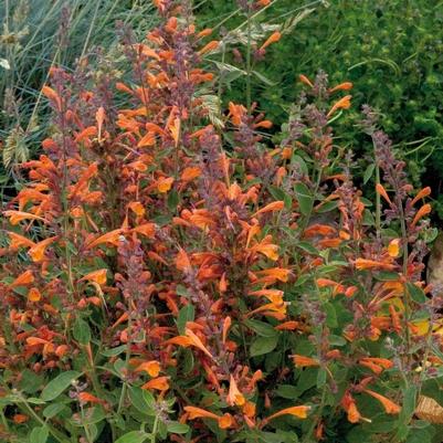Agastache aurantiaca Tango