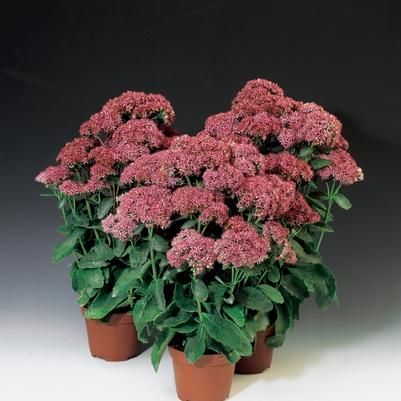 Sedum telephium Munstead Dark Red