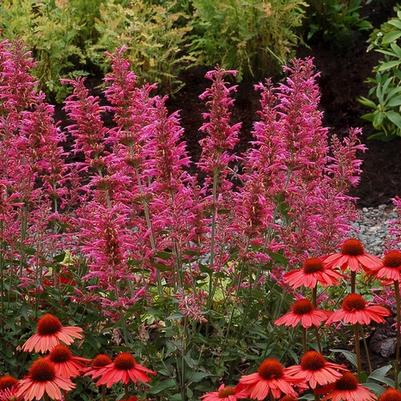 Agastache Morello