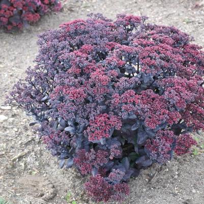 Sedum After Dark