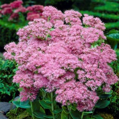 Sedum Brilliant