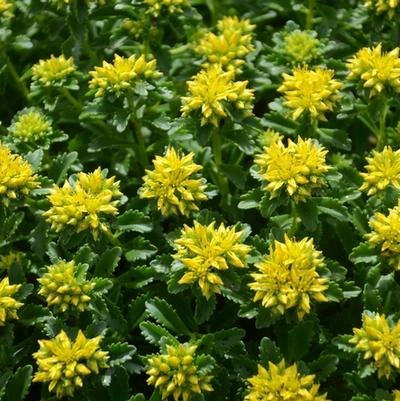Sedum Little Miss Sunshine