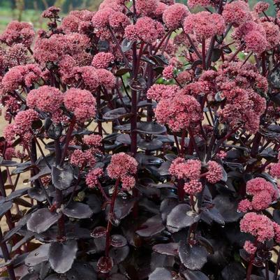 Sedum Night Embers