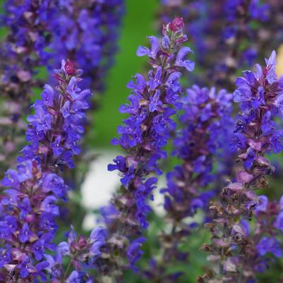 Salvia nemorosa Blue Bouquetta