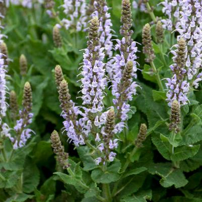 Salvia nemorosa Bumblesky