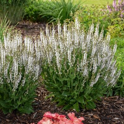 Salvia White Profusion