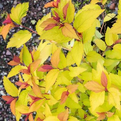 Spiraea x bumalda Goldflame