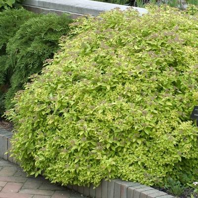 Spiraea japonica Dakota Goldcharm