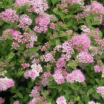 Spiraea japonica Little Princess