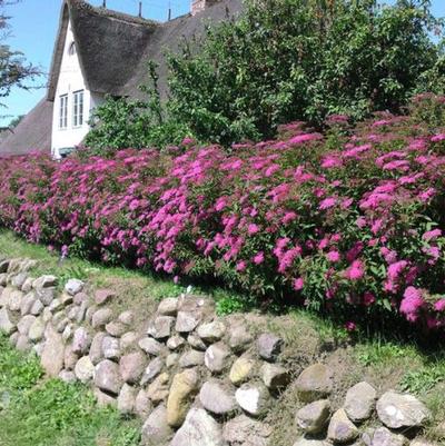 Spiraea japonica Neon Flash