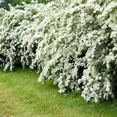 Spiraea x vanhouttei 