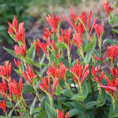 Spigelia marilandica Orange Slices