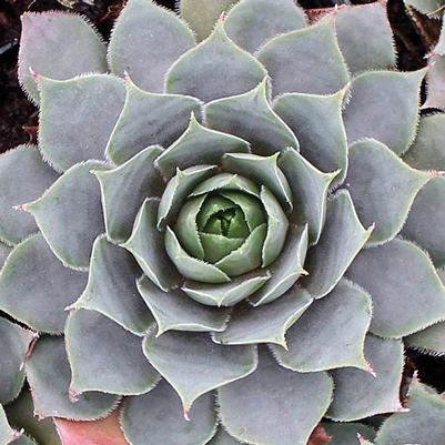 Sempervivum Pacific Blue Ice