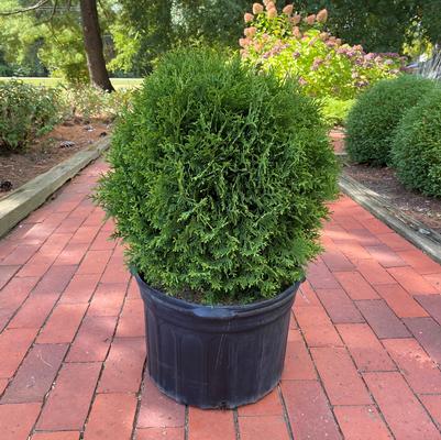 Thuja occidentalis Little Giant