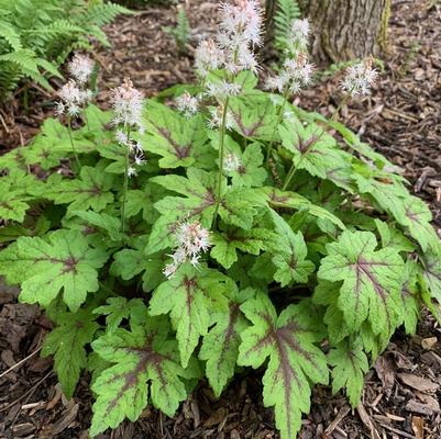 Tiarella Elizabeth Oliver