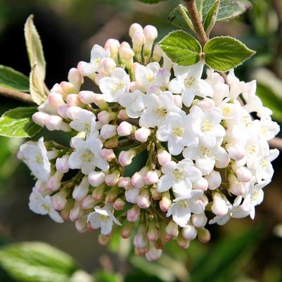 Viburnum x burkwoodii 