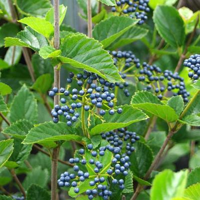 Viburnum dentatum Chicago Lustre