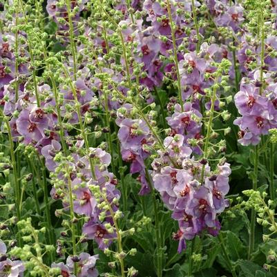 Verbascum Plum Smokey