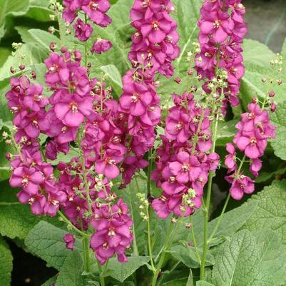 Verbascum Royalty