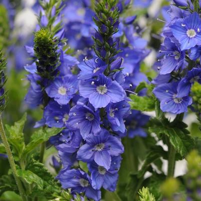 Veronica austriaca Venice Blue