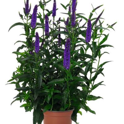 Veronica longifolia Candela Purple