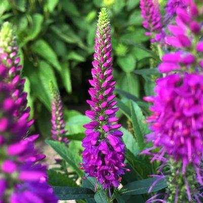 Veronica spicata Purplegum Candles