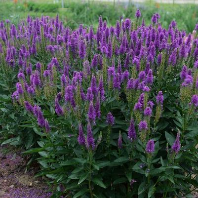 Veronica Very Van Gogh