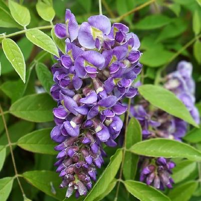 Wisteria frutescens Longwood Purple