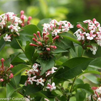Abelia mosanensis Sweet Emotion Blaze&reg;