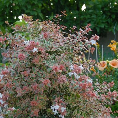 Abelia x grandiflora Tres Amigos&reg;