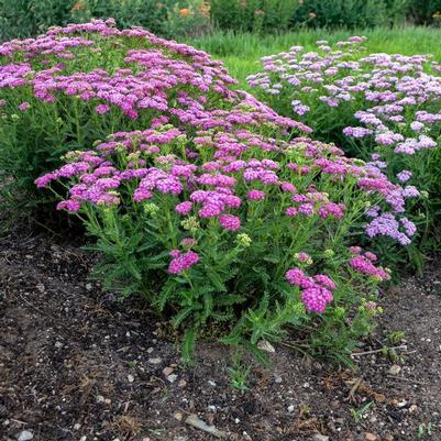 Achillea Firefly Fuchsia