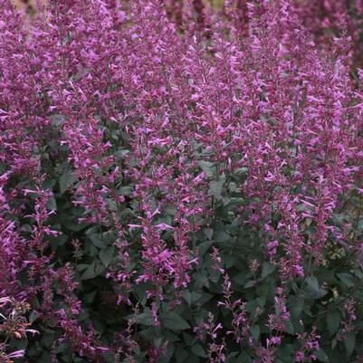 Agastache Meant to Bee® Royal Raspberry PP34910