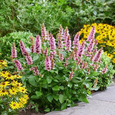 Agastache Beelicious® Pink PPAF